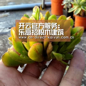 开云体育赛事